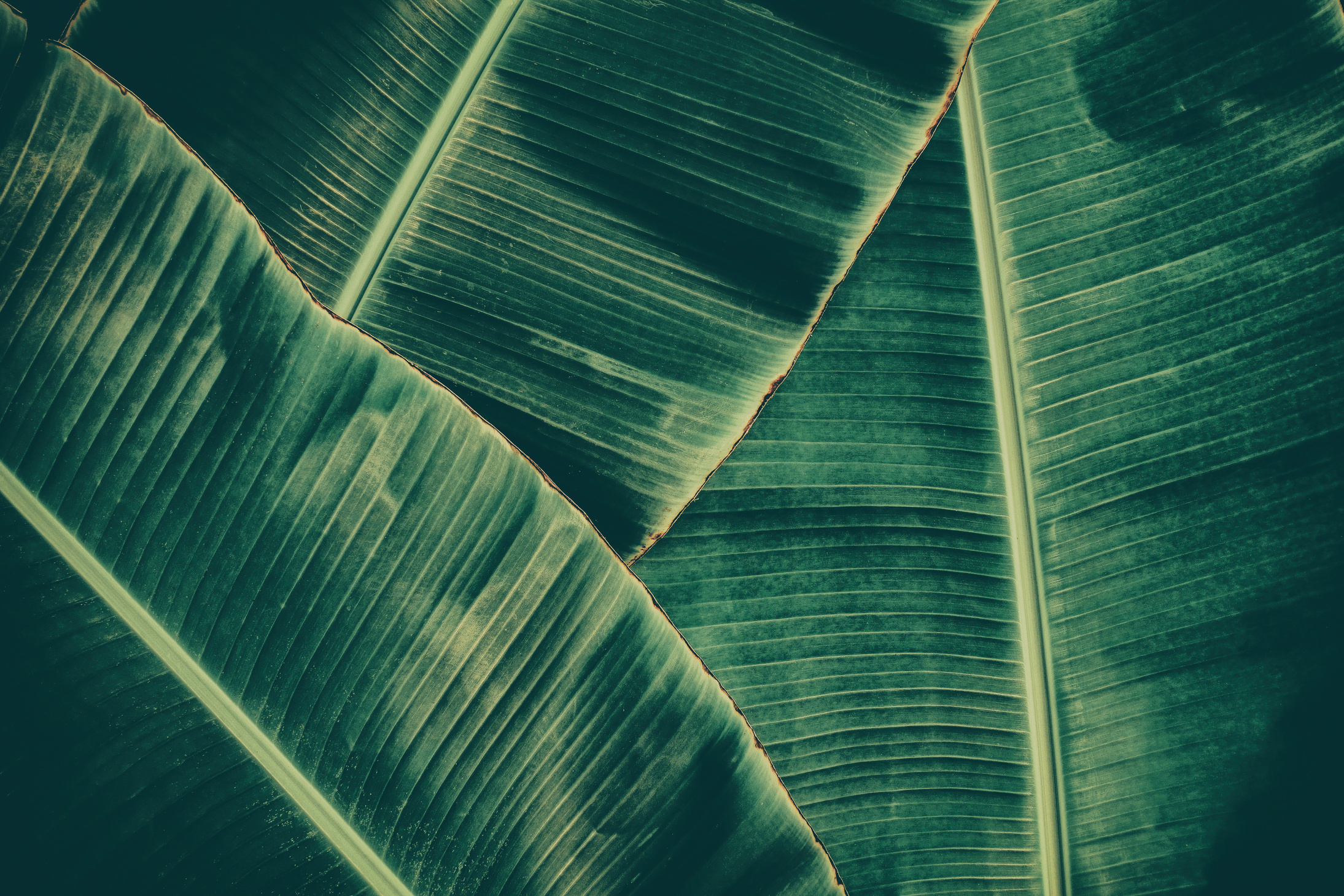 tropical banana palm leaf
