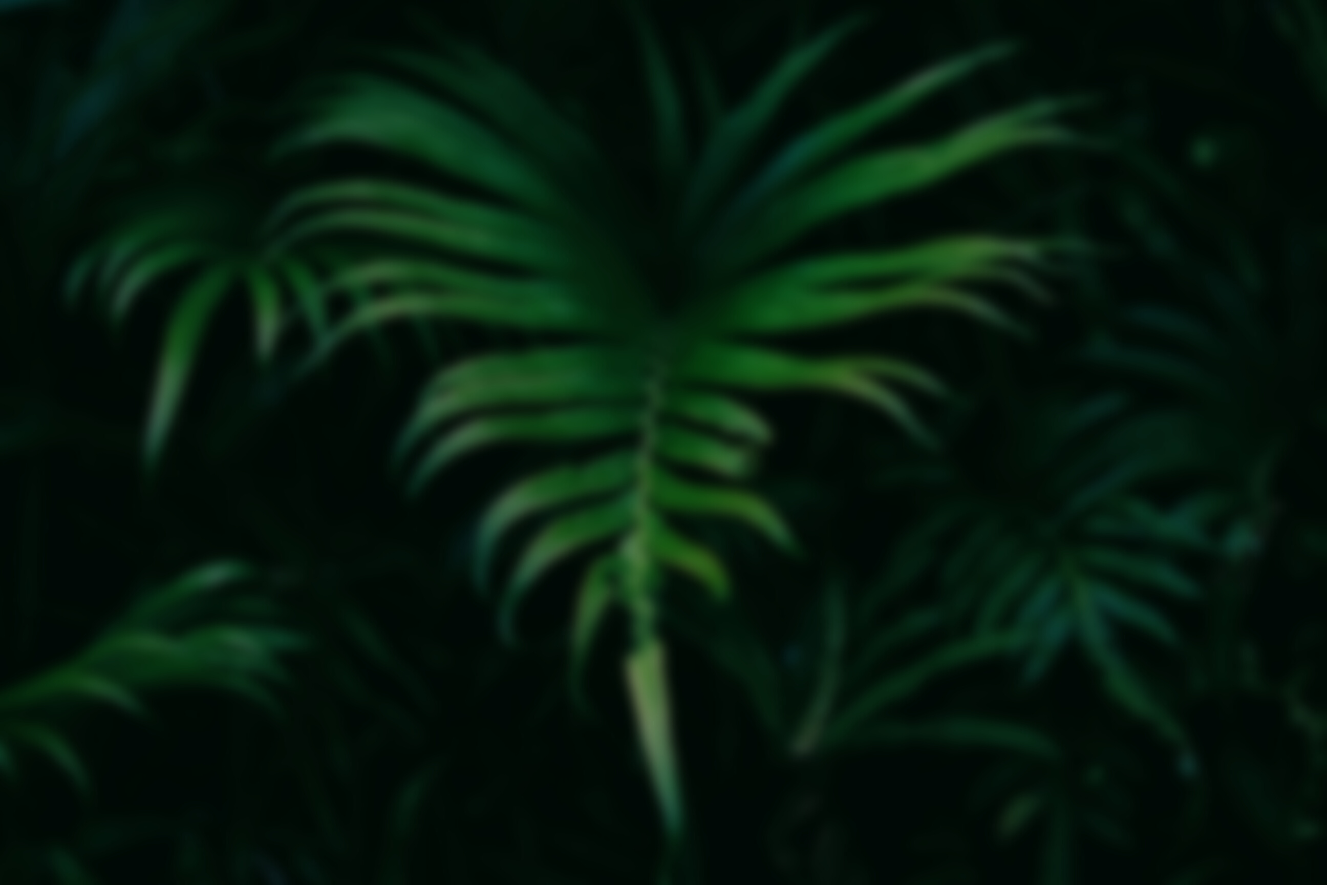 Tropical Green Leaves